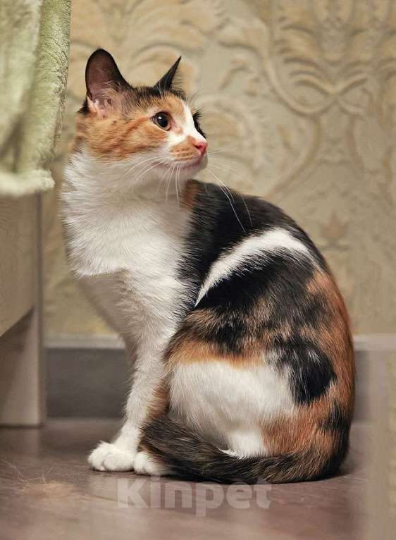 Кошки в Москве: Очаровательная трёхцветка Лора в поиске дома Девочка, 10 руб. - фото 5