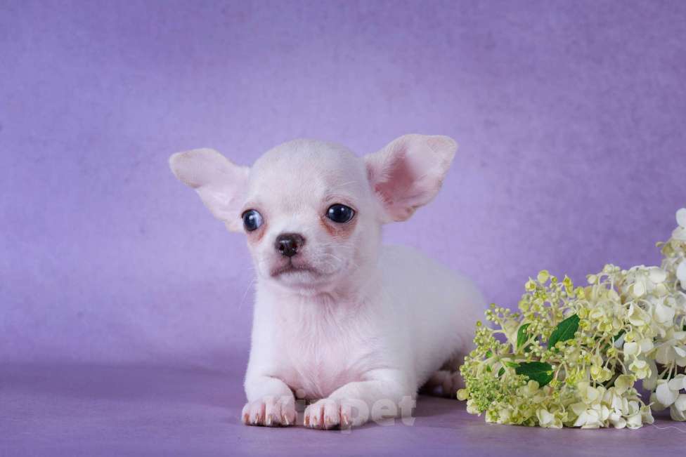 Собаки в Москве: Белоснежка Девочка, 55 000 руб. - фото 3