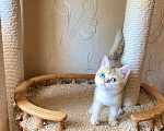 Кошки в Волгограде: Котёнок золотого окраса Девочка, 9 000 руб. - фото 2