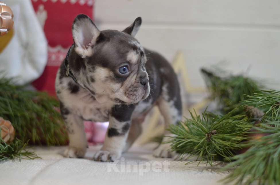 Собаки в Москве: Мраморный щенок Мальчик, 80 000 руб. - фото 2