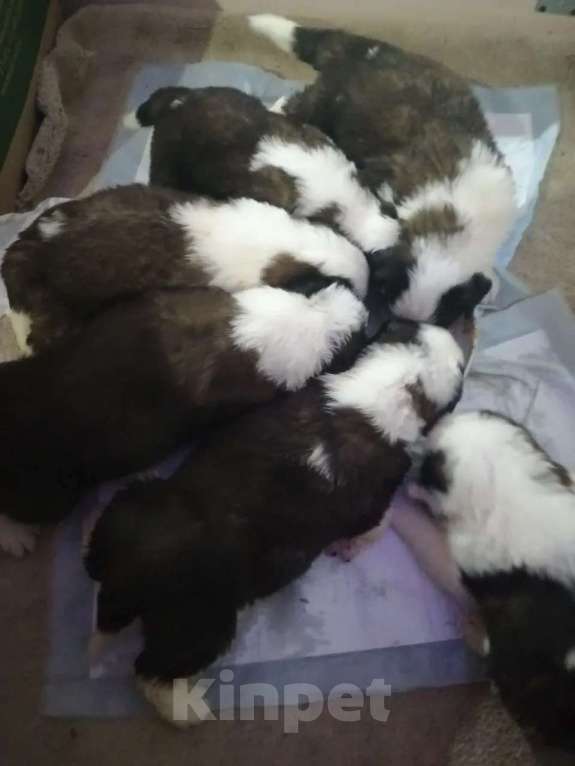 Собаки в Самаре: Малыши сенбернара Мальчик, 80 000 руб. - фото 1