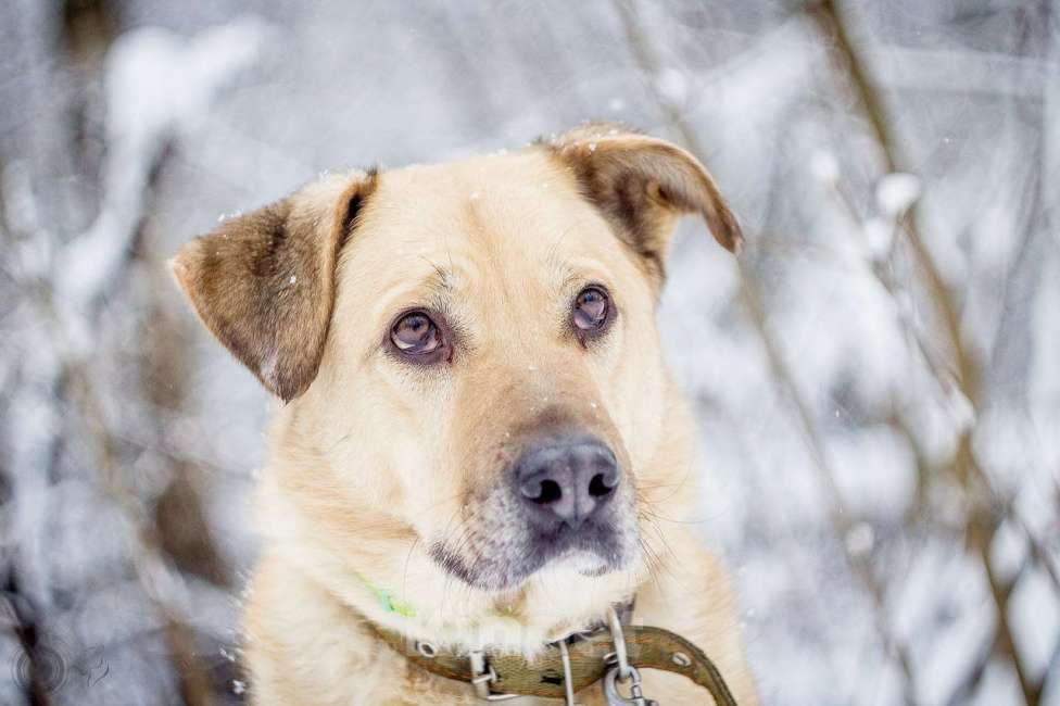Собаки в Москве: Лакки Мальчик, Бесплатно - фото 3