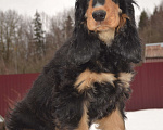 Собаки в Зеленограде: Английского кокер спаниеля щенки Мальчик, 25 000 руб. - фото 1