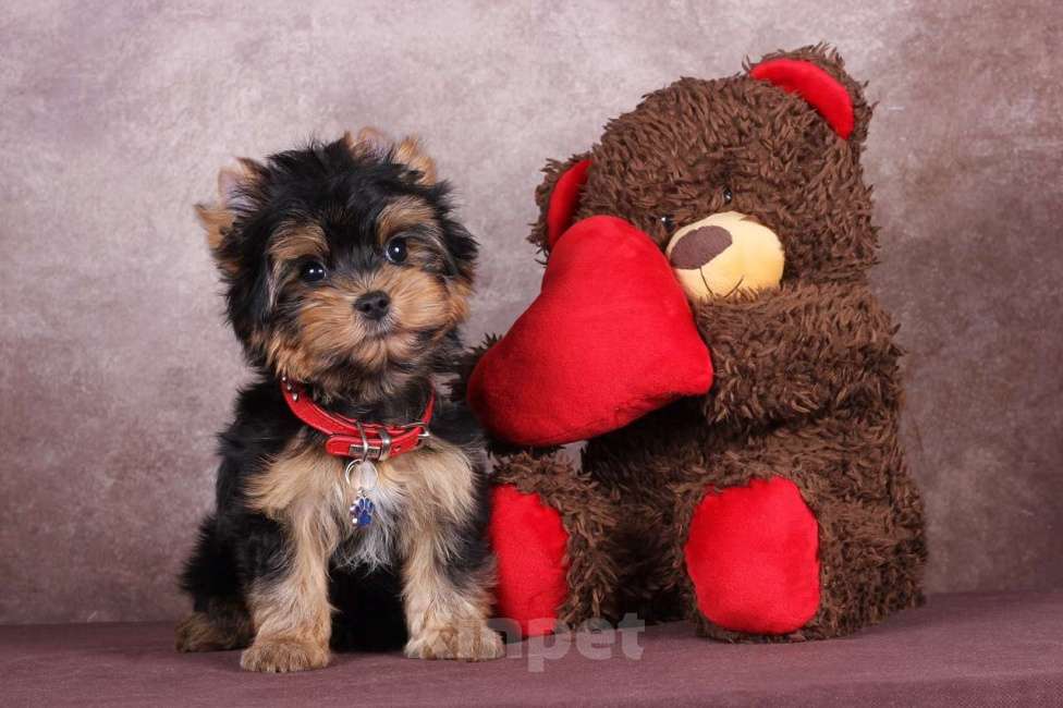 Собаки в Москве: Йоркширский породный красавчик Ютубик 🥰 РКФ Мальчик, 45 000 руб. - фото 5