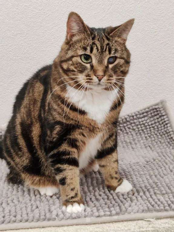 Кошки в Москве: Василиса: уютная булочка с мраморной шубкой ищет семью Девочка, Бесплатно - фото 8