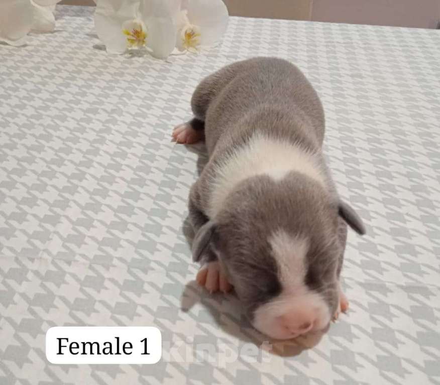 Собаки в Краснодаре: Щенки амстаффа документы РКФ Мальчик, 50 000 руб. - фото 3