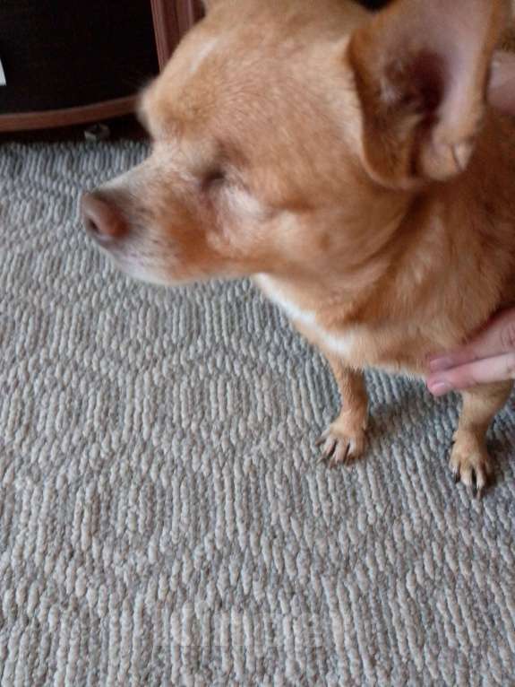 Собаки в Новосибирске: Найдена собака Мальчик, Бесплатно - фото 3