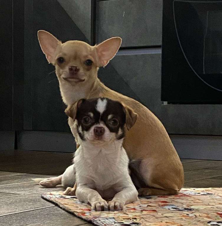 Собаки в других городах Краснодарского края: Чихуахуа  Девочка, 28 000 руб. - фото 3