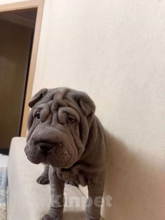 Собаки в Омске: Шарпей щенок Мальчик, Бесплатно - фото 2