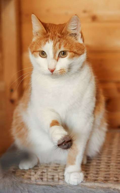 Кошки в Москве: Эксклюзивные котята (10 мес.) в дар Мальчик, Бесплатно - фото 9