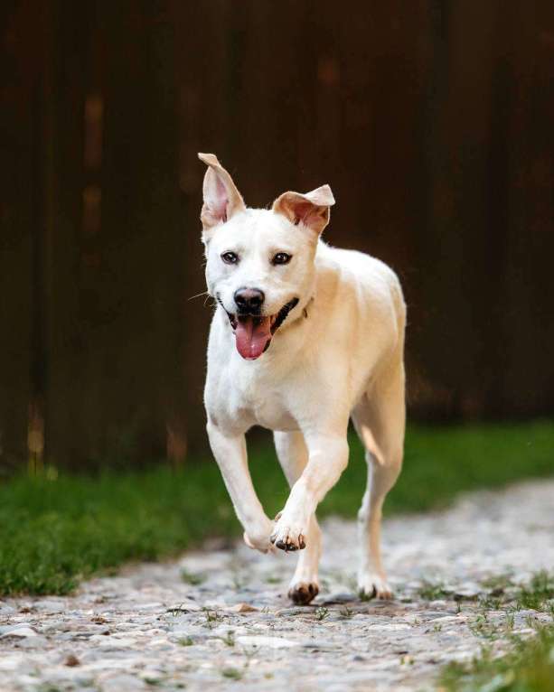 Собаки в других городах Московской области: Снежка так ждет семью! Девочка, Бесплатно - фото 6