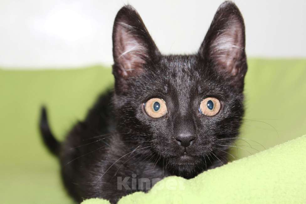 Кошки в Одинцово: Котенок в добрые руки Черныш Мальчик, 1 руб. - фото 1