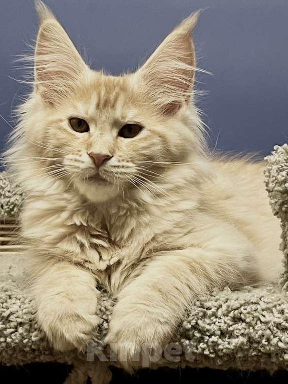 Кошки в Санкт-Петербурге: Котята Мейн Кун 3 мес, 45 000 руб. - фото 7