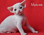 Кошки в Санкт-Петербурге: Мальчик Девон-рекс Мальчик, 65 000 руб. - фото 1