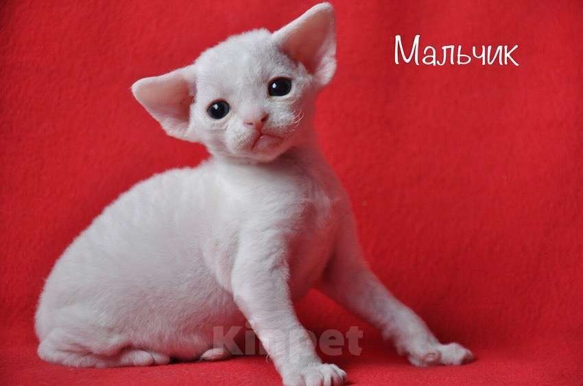 Кошки в Санкт-Петербурге: Мальчик Девон-рекс Мальчик, 65 000 руб. - фото 1