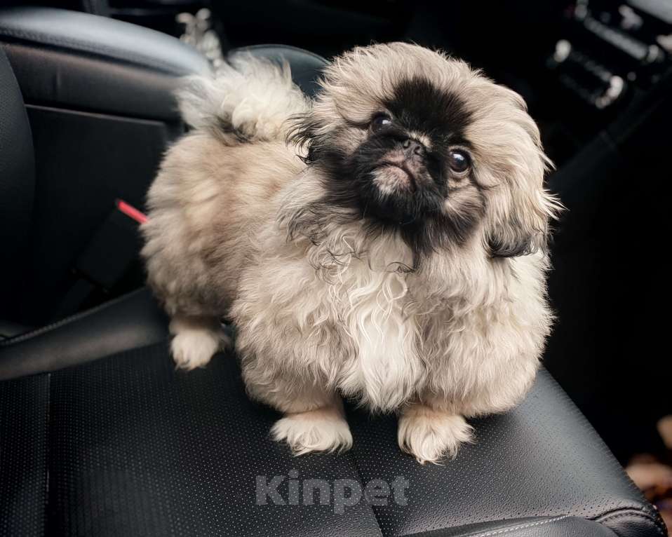 Собаки в Кургане: Щенок пекинеса Мальчик, 18 000 руб. - фото 2