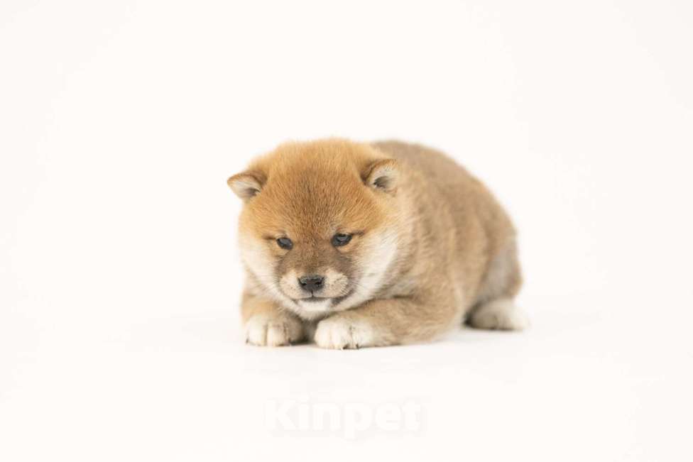 Собаки в Новосибирске: Щенки Сиба Ину Мальчик, Бесплатно - фото 2