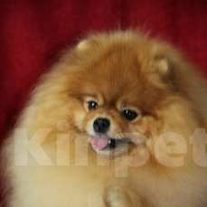 Собаки в Екатеринбурге: вязка Мальчик, Бесплатно - фото 1