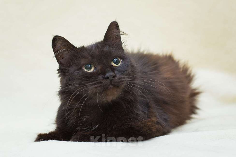 Кошки в Москве: Укотовим семью без вредных привычек и финансовых трудностей Девочка, Бесплатно - фото 3