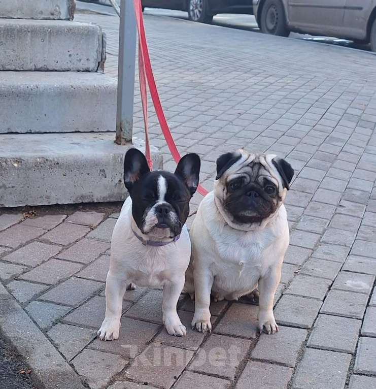 Собаки в Москве: Щенки девочки Девочка, 35 000 руб. - фото 1