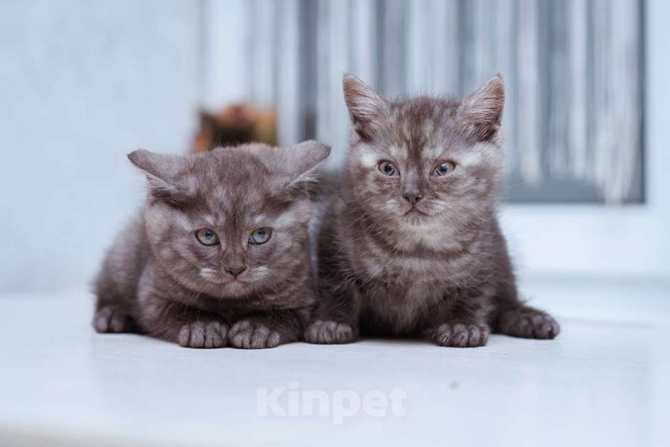 Кошки в Москве: Котята ищут дом! Девочка, Бесплатно - фото 3