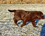 Собаки в Санкт-Петербурге: Щенки лабрадора ретривера  Девочка, Бесплатно - фото 5