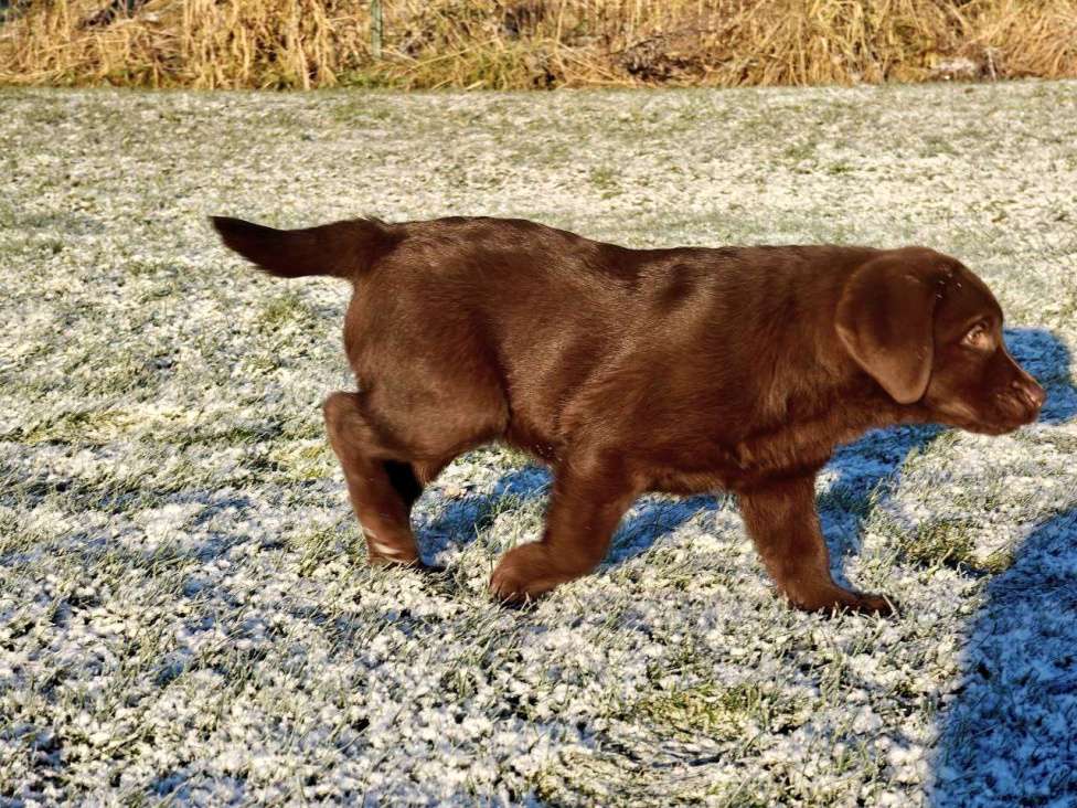 Собаки в Санкт-Петербурге: Щенки лабрадора ретривера  Девочка, Бесплатно - фото 5