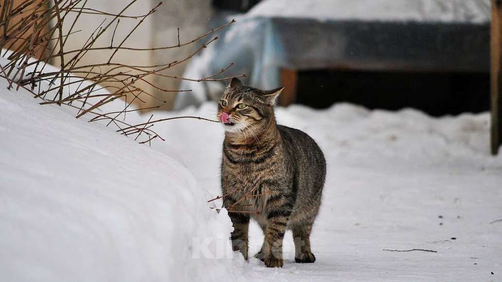 Кошки в Москве: Натан - чудо-кот (1,5 г.) в добрые руки Мальчик, Бесплатно - фото 4