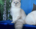 Кошки в Москве: Котята Невские маскарадные Девочка, Бесплатно - фото 10