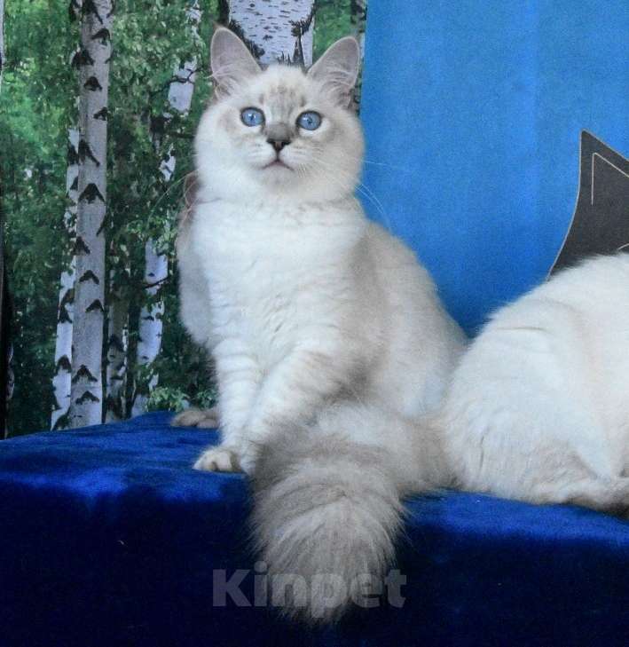 Кошки в Москве: Котята Невские маскарадные Девочка, Бесплатно - фото 10