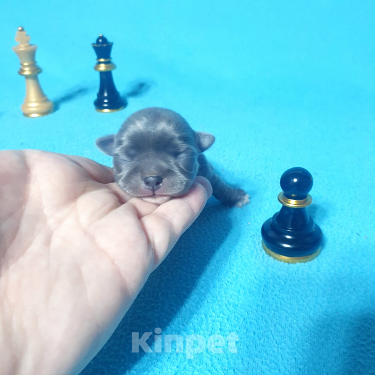 Собаки в Москве: Чихуахуа щенки  Мальчик, Бесплатно - фото 2