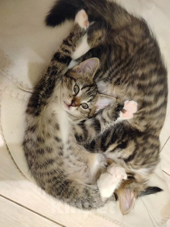 Кошки в Санкт-Петербурге: Котёнок Девочка, 300 руб. - фото 4