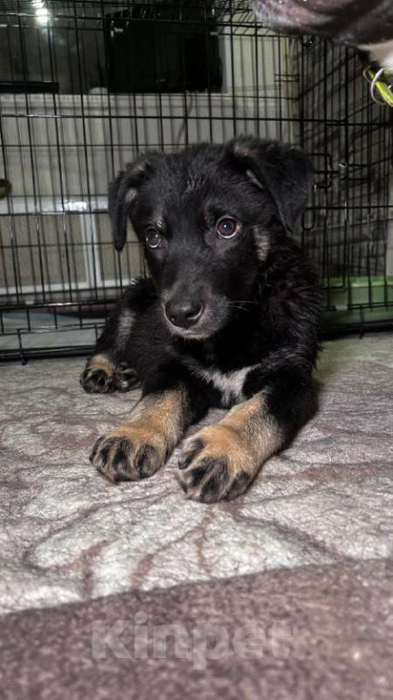 Собаки в Королеве: Джерри! Солнечный Джерри!) Мальчик, Бесплатно - фото 3