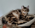 Кошки в Москве: Котенок курильского бобтейла девочка Девочка, 50 000 руб. - фото 5
