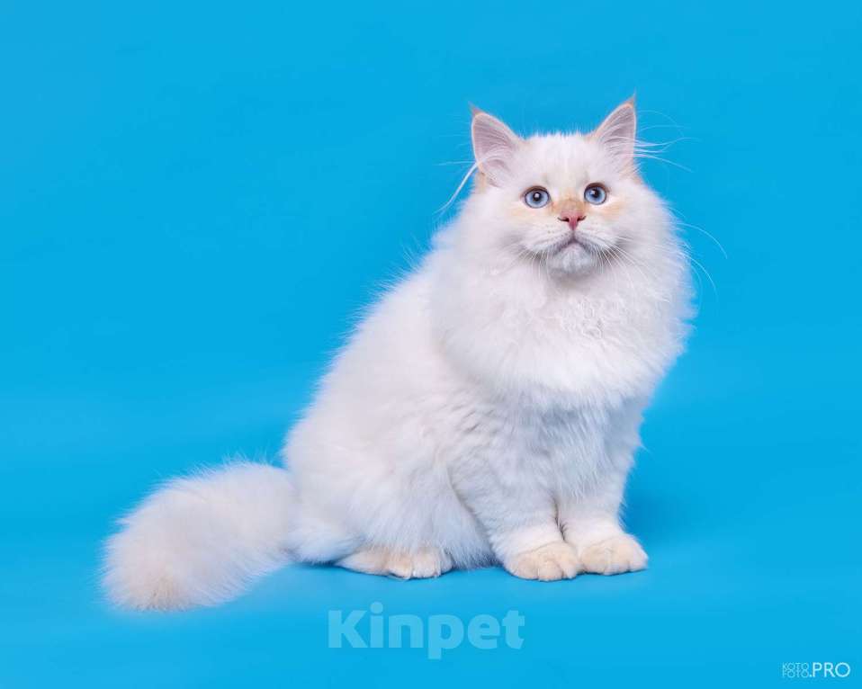 Кошки в Белокурихе: Сибирский котёнок в кремовом окрасе Мальчик, 75 000 руб. - фото 2