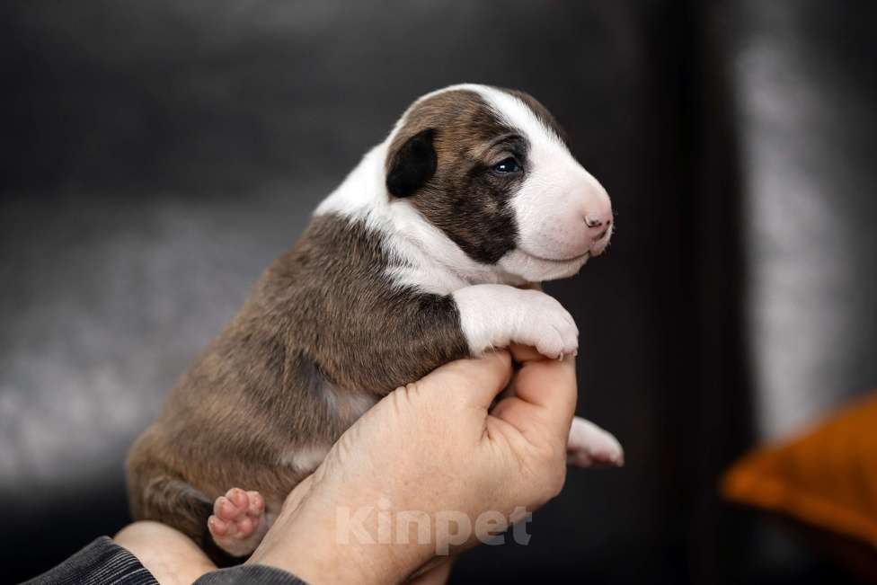 Собаки в Краснодаре: Тигровая красотка Девочка, 100 000 руб. - фото 3