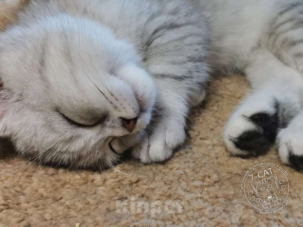 Кошки в Санкт-Петербурге: Британская серебристая шиншилла NS 24 Девочка, 30 000 руб. - фото 2