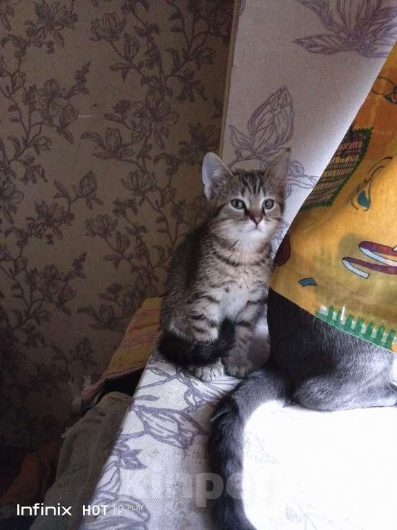 Кошки в Орле: Подари свое выражение статуса✓ Мальчик, 1 682 руб. - фото 6