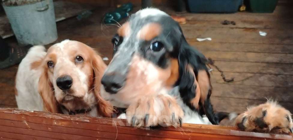 Собаки в других городах Московской области: Щенки русского охотничьего спаниеля Мальчик, 55 000 руб. - фото 4