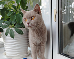 Кошки в Иркутске: Британская короткошерстная Девочка, Бесплатно - фото 1