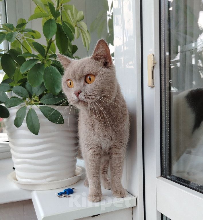 Кошки в Иркутске: Британская короткошерстная Девочка, Бесплатно - фото 1