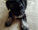 Собаки в Москве: Кобели цвергшнауцера рожд 3.12 Мальчик, 55 000 руб. - фото 2