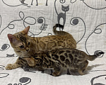 Кошки в Москве: Котенок бенгальский мальчик Мальчик, Бесплатно - фото 3
