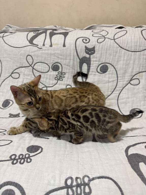 Кошки в Москве: Котенок бенгальский мальчик Мальчик, Бесплатно - фото 3