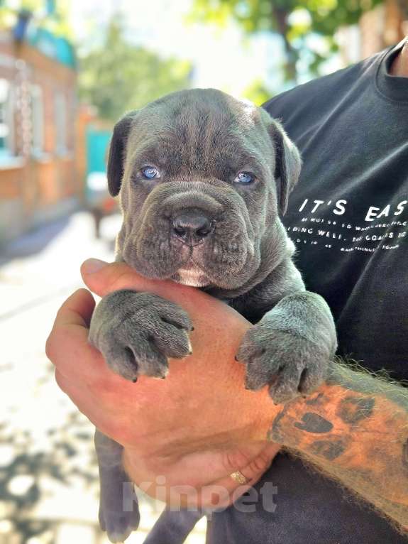 Собаки в Ростове-на-Дону: Девочка серая Девочка, 80 000 руб. - фото 3