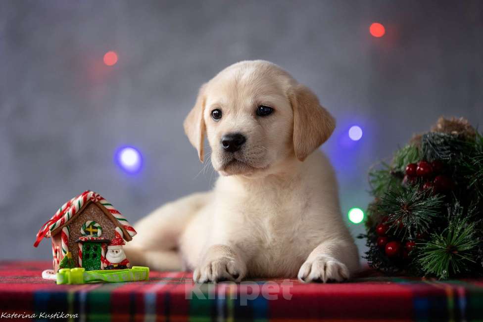 Собаки в Москве: Щенок лабрадора  Мальчик, 80 000 руб. - фото 2