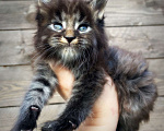 Кошки в Санкт-Петербурге: Котик чёрный мрамор  Мальчик, 60 000 руб. - фото 1