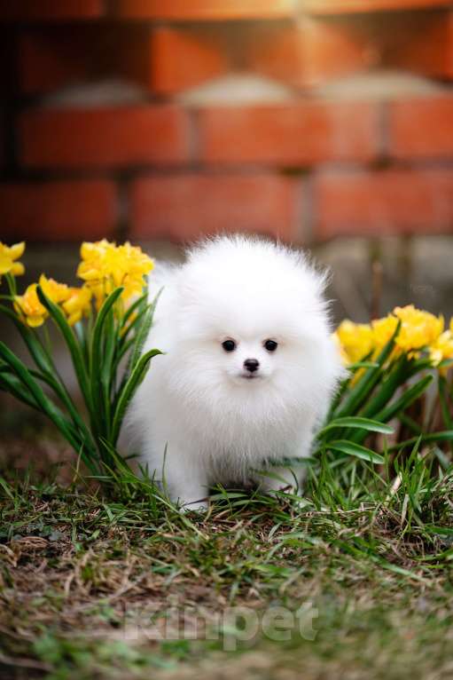 Собаки в Видном: Белый померанский шпиц Мальчик, 50 000 руб. - фото 4