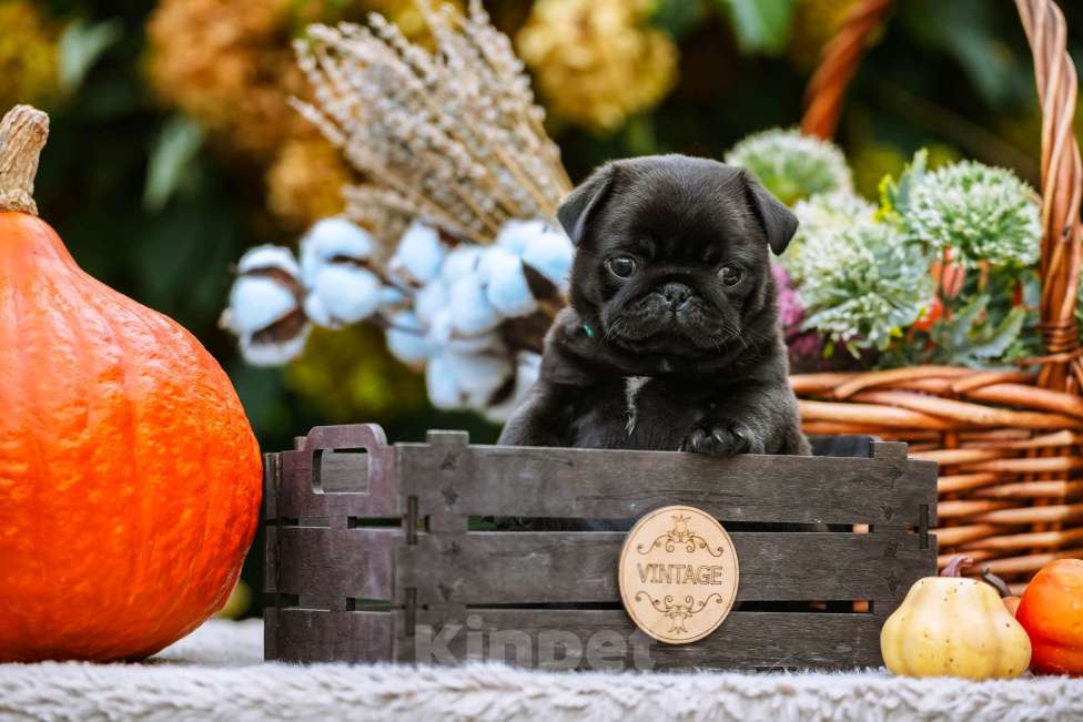 Собаки в Новосибирске: Мопс Скарлетт О'Хара Девочка, 60 000 руб. - фото 1