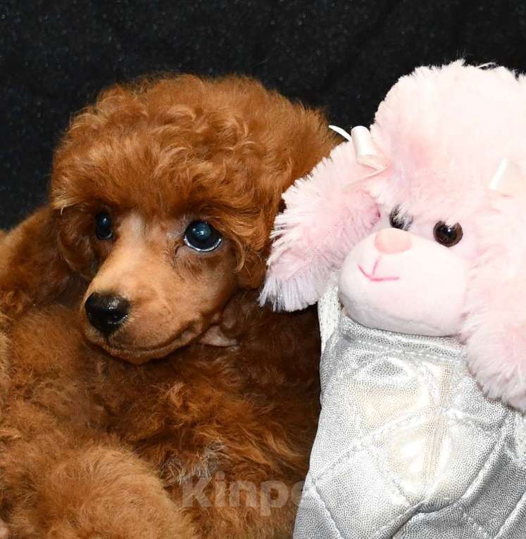 Собаки в Долгопрудном: Пуделя щенок  миниатюрный рыжий  КВИККИ  Мальчик, 100 000 руб. - фото 8